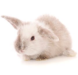 Angora