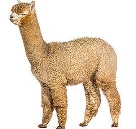 Alpaka