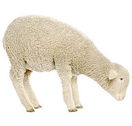 Merino