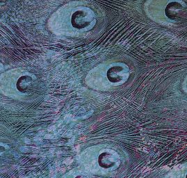 Šifon vzor paví pera digitální tisk tyrkysová