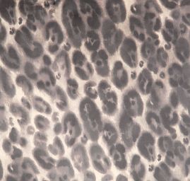 Hedvábný atlas nepřužný zvířecí motiv