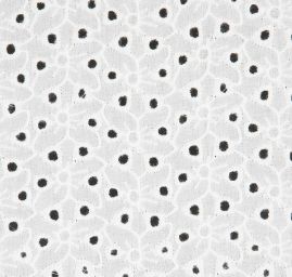 Krajka madeira drobný květ puntík slonová kost